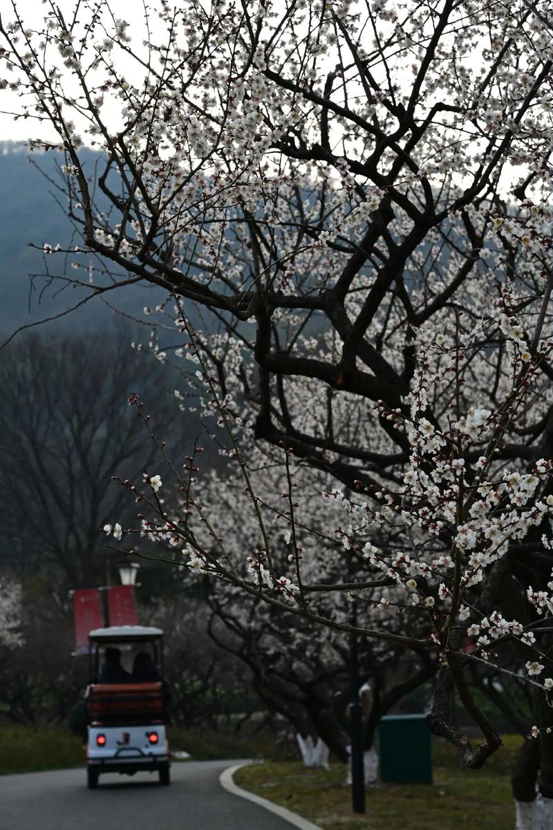 最佳观赏时段：2月中旬至3月初