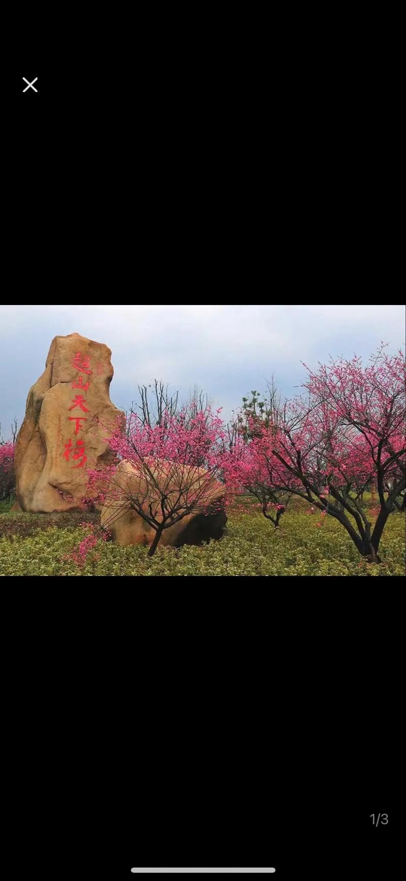 如何获取实时花期信息？