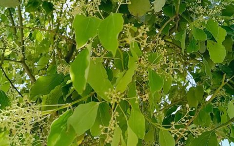 香樟树叶子作用与功效：药用价值、安全性及食用禁忌全解析