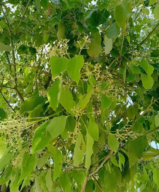 香樟树叶子作用与功效：药用价值、安全性及食用禁忌全解析