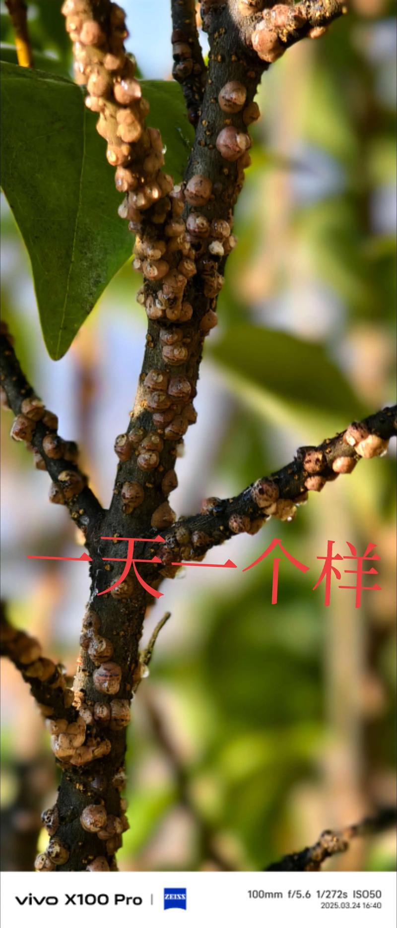 虫白蜡是什么?对人体有害吗?药用与食用安全全解析 虫白蜡是什么?对人体有害吗?药用与食用安全全解析
