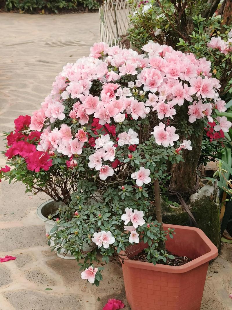 杜鹃花种植养护核心要点