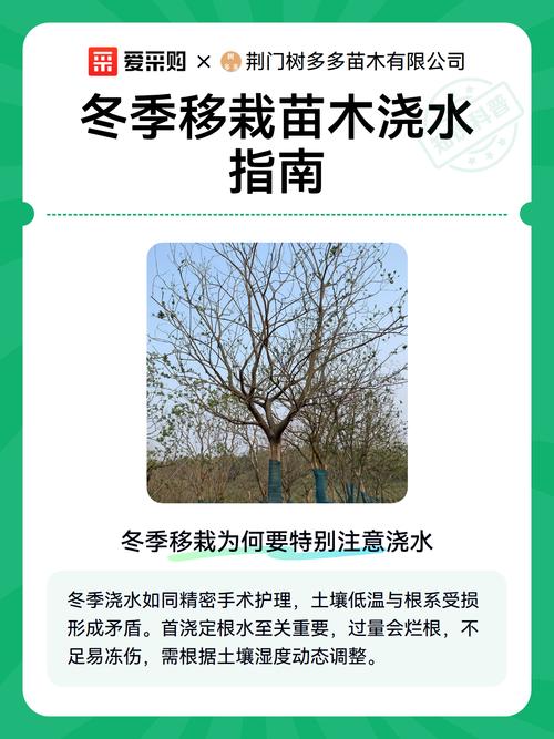 冬天刚移栽的植物浇水指南 施肥:刚移栽的植物,冬天不建议施肥