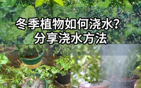冬天刚移栽的植物浇水指南