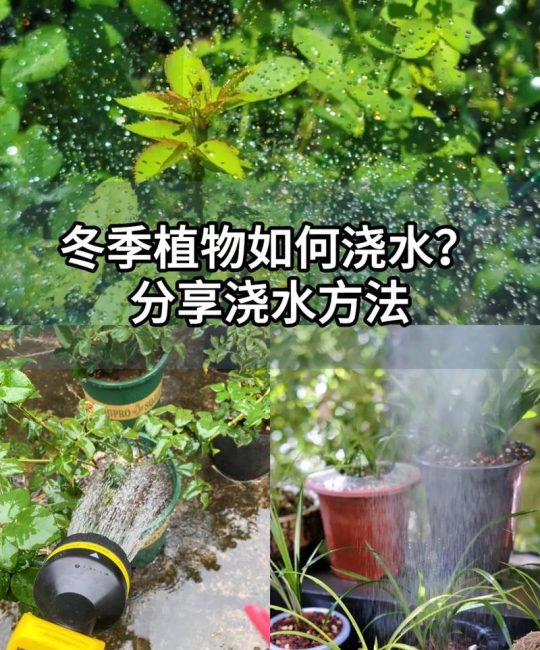 冬天刚移栽的植物浇水指南