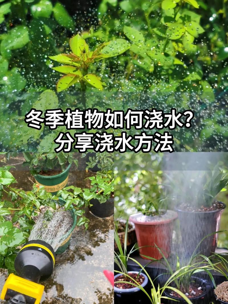 冬天刚移栽的植物浇水指南 浇水:冬天刚移栽,浇水不再是“刚需”