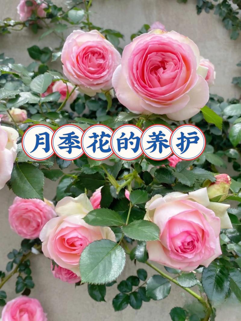 月季夏季施肥全攻略:选对肥、用对法,花开不断 月季夏季施肥的3个判断标准