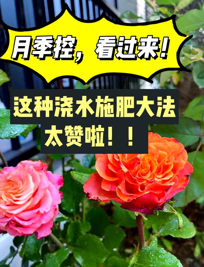 月季夏季施肥全攻略:选对肥、用对法,花开不断 FAQ
