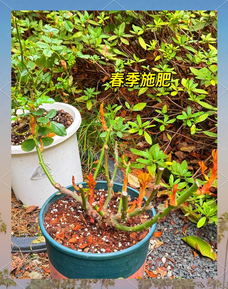 月季夏季施肥全攻略:选对肥、用对法,花开不断 总结:3个核心可执行动作