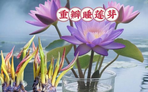 塑料盆可以种睡莲吗？一文讲透家庭盆栽睡莲的完整操作指南