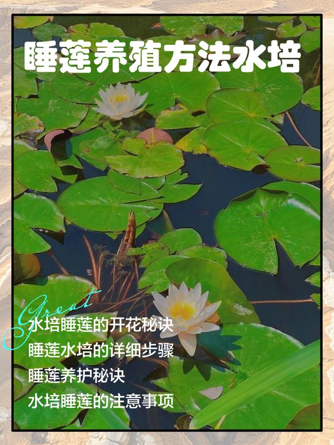 越冬管理：塑料盆的优势与操作