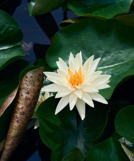 荷花是哪个市的市花？——挺水植物荷花种植与养护全指南
