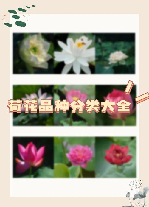 荷花是哪个市的市花?——挺水植物荷花种植与养护全指南 常见问题(FAQ)