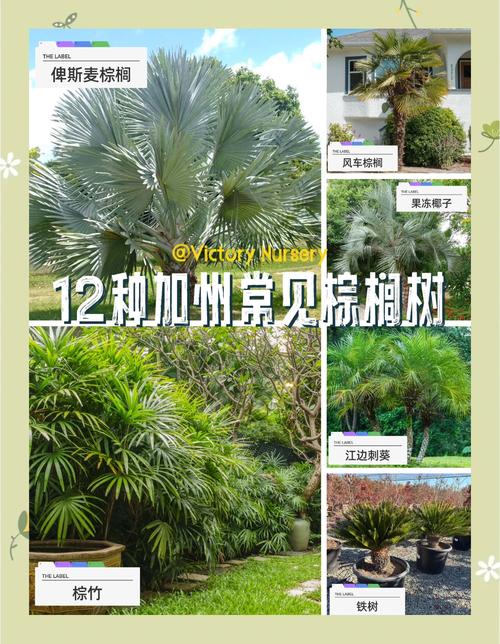 棕树就是棕榈树吗?一文详解乔木分类、树形特征与园林应用规格 修剪与长期管理
