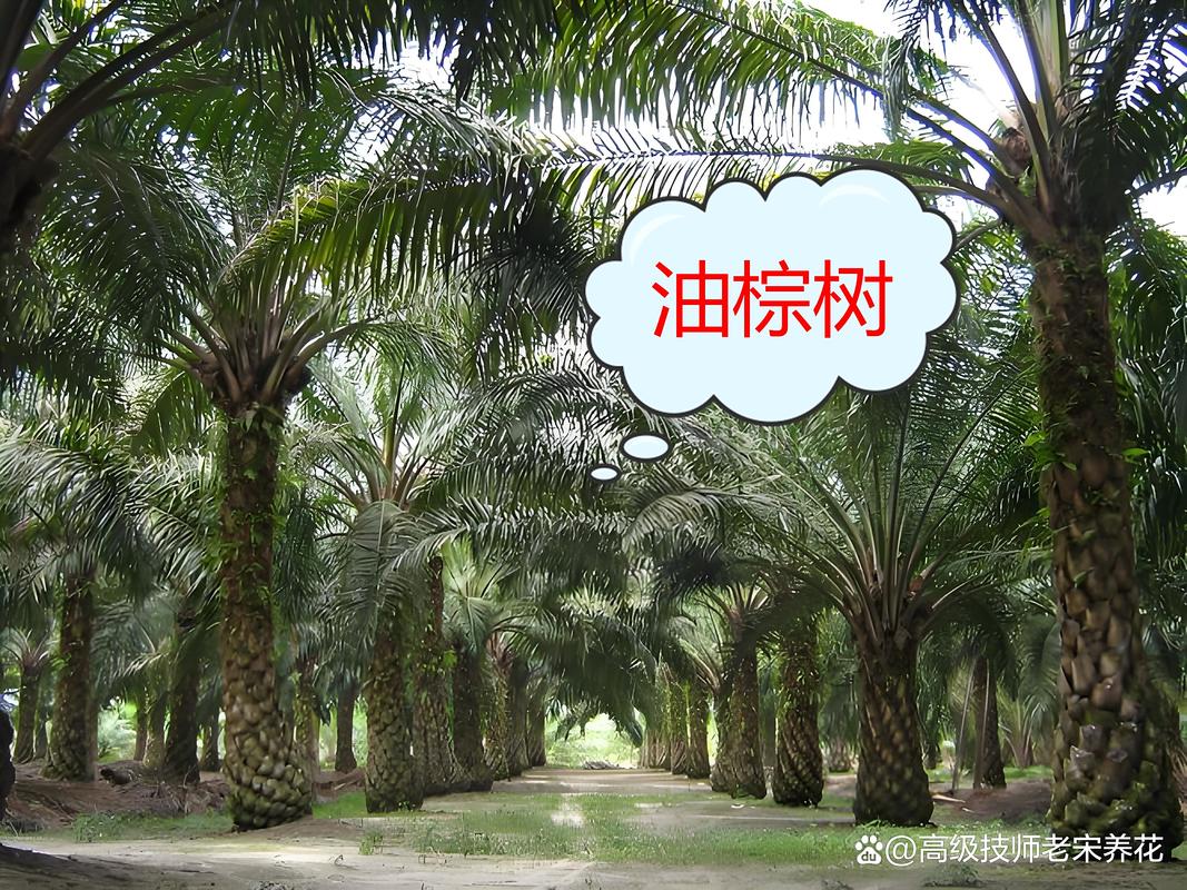 棕树就是棕榈树吗?一文详解乔木分类、树形特征与园林应用规格 总结