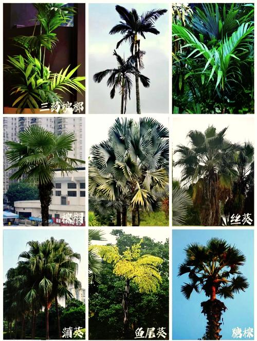 棕树就是棕榈树吗?一文详解乔木分类、树形特征与园林应用规格 FAQ