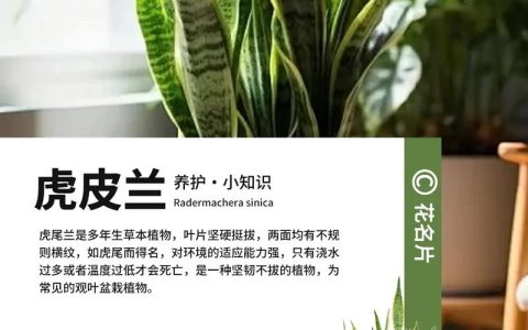虎皮兰可以水培种植吗？从选株到养护的完整操作指南
