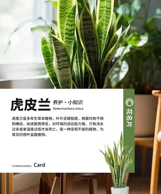 虎皮兰可以水培种植吗？从选株到养护的完整操作指南