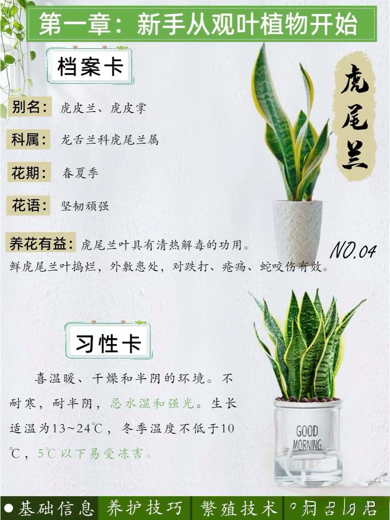 虎皮兰可以水培种植吗?从选株到养护的完整操作指南 准备工作:需要哪些工具和材料?