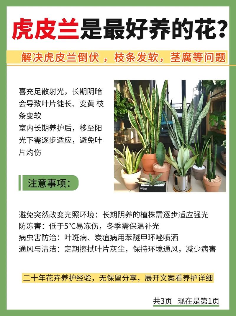 虎皮兰可以水培种植吗?从选株到养护的完整操作指南 常见问题与对策