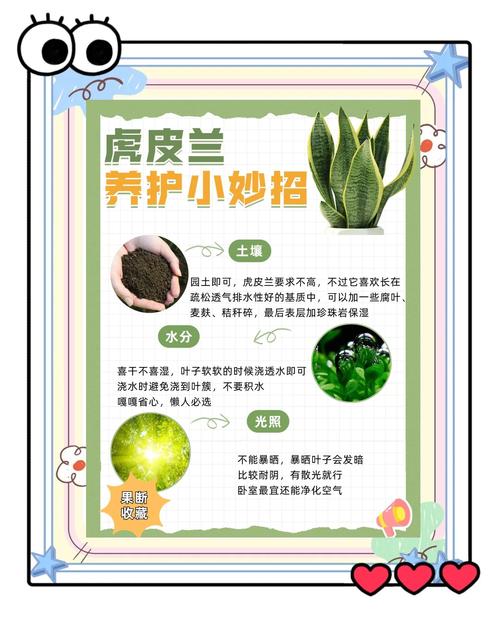 虎皮兰可以水培种植吗?从选株到养护的完整操作指南 操作步骤:从土培转水培的4个关键环节