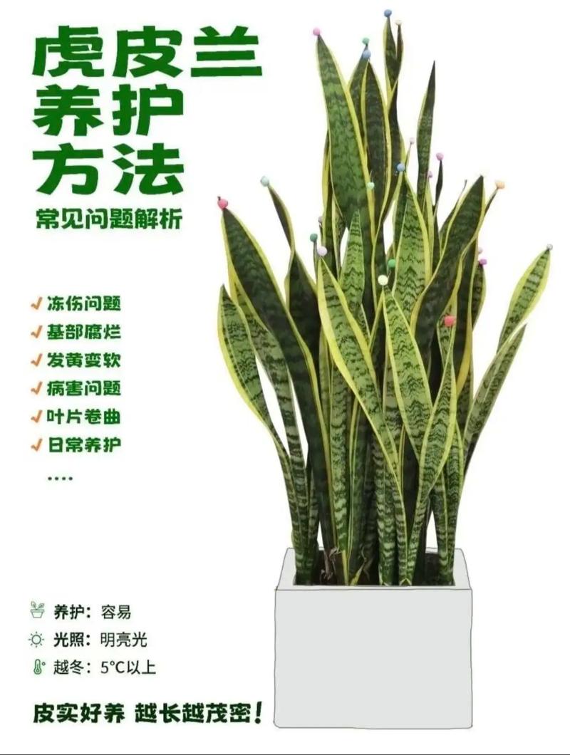 虎皮兰可以水培种植吗?从选株到养护的完整操作指南 总结