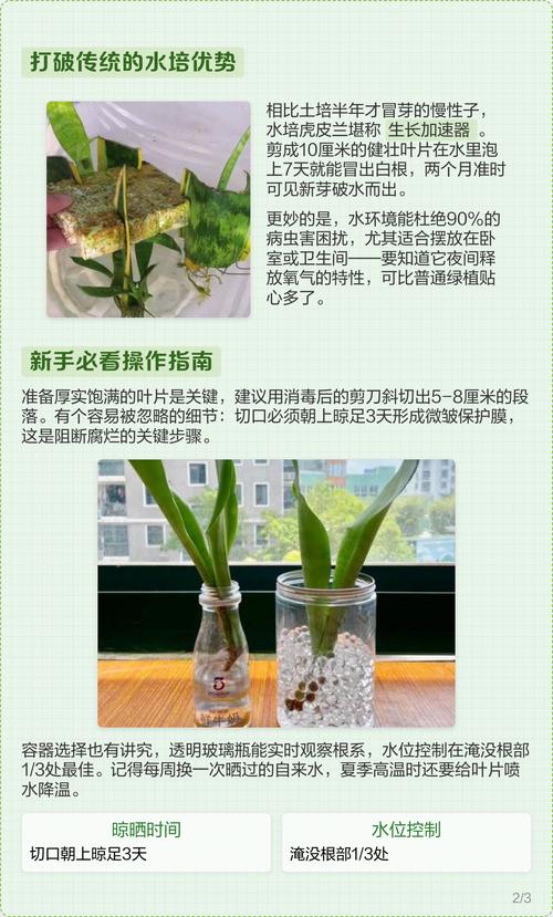 虎皮兰可以水培种植吗?从选株到养护的完整操作指南 FAQ — 虎皮兰水培常见问题