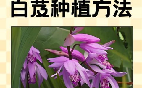 白芨种植技术指南：从选时到成活的完整步骤
