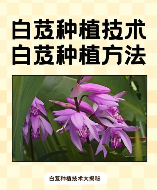 白芨种植技术指南：从选时到成活的完整步骤