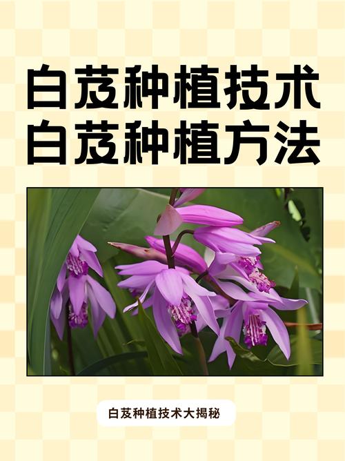 白芨种植技术指南:从选时到成活的完整步骤 适宜时间