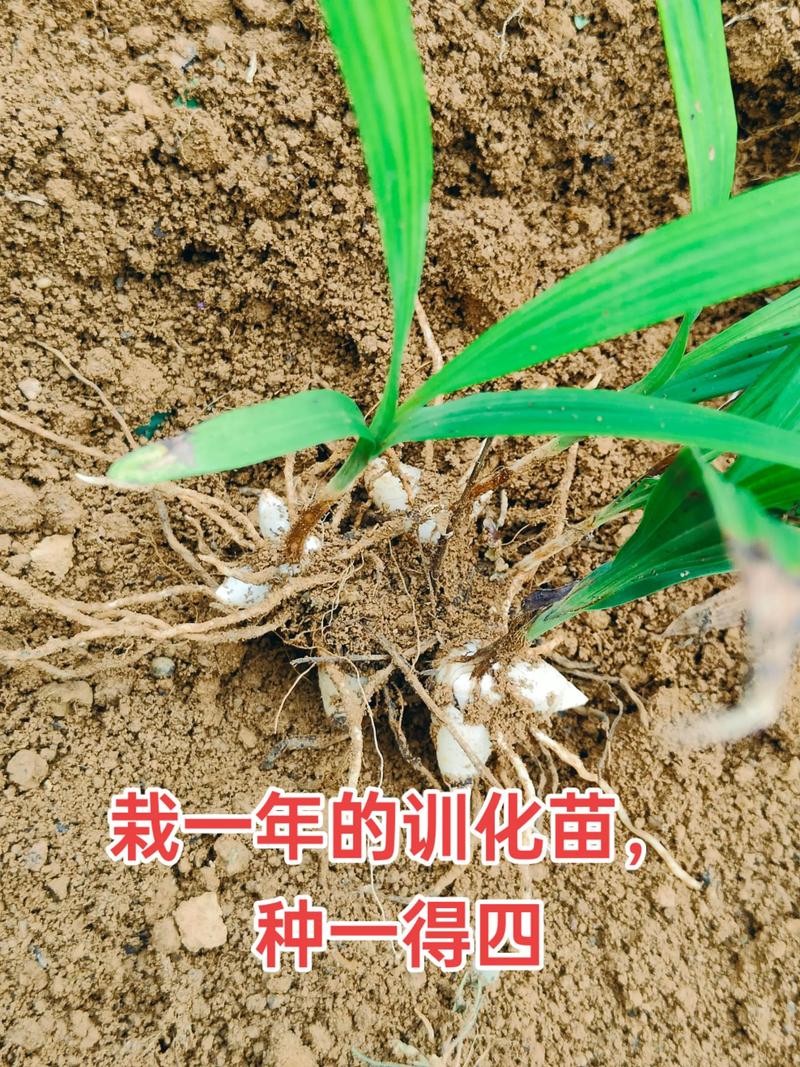 白芨种植技术指南:从选时到成活的完整步骤 土壤环境