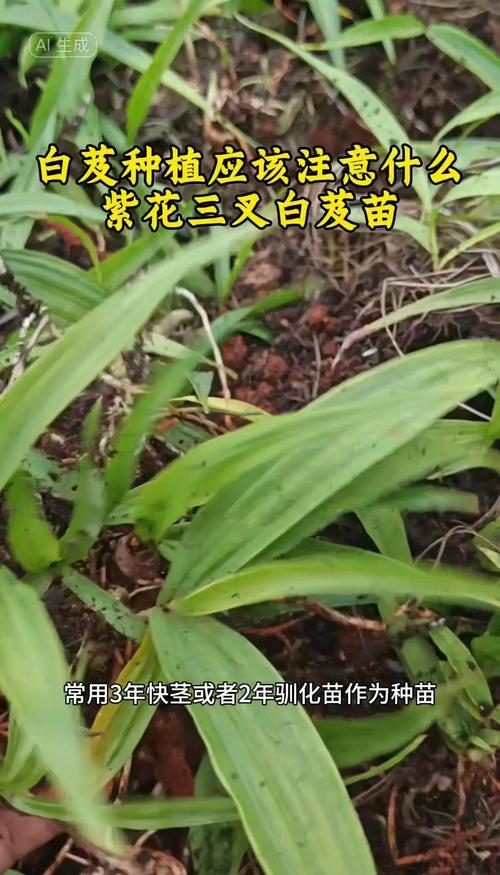 白芨种植技术指南:从选时到成活的完整步骤 浇定根水