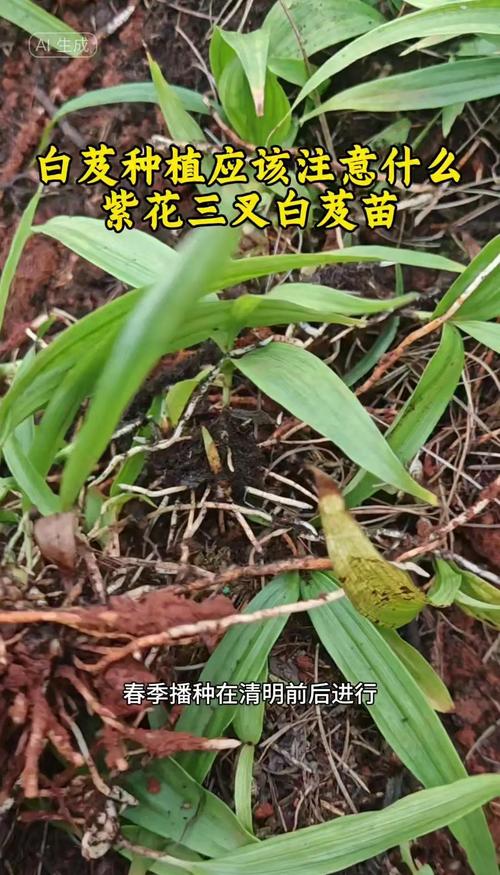 白芨种植技术指南:从选时到成活的完整步骤 成活注意事项