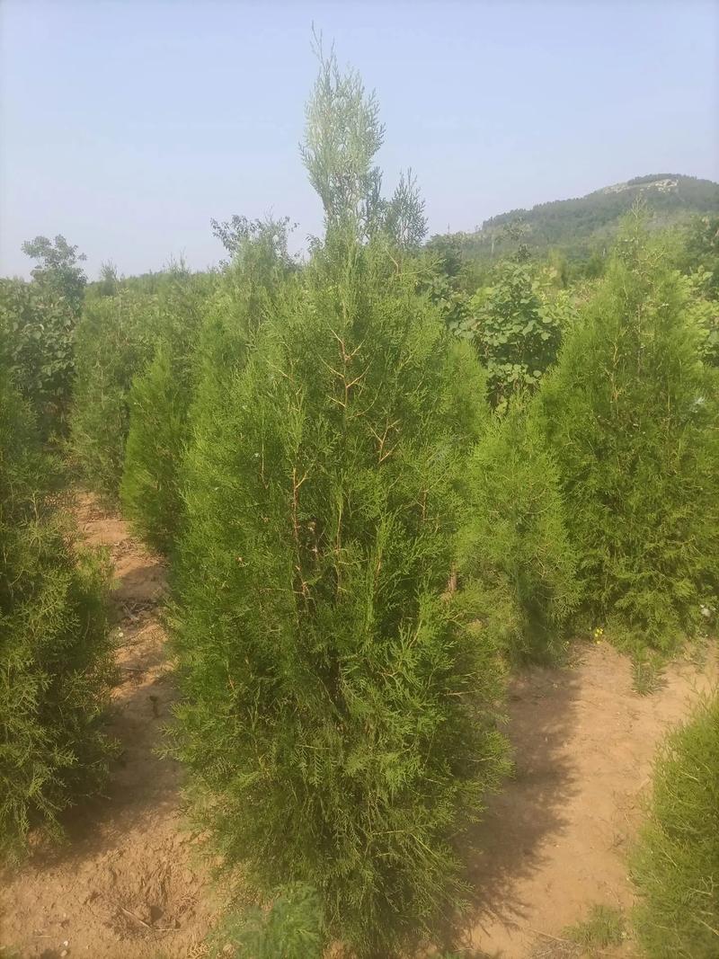 侧柏树哪里买?科学采购渠道评估与供应商核查指南 综合评估与决策建议