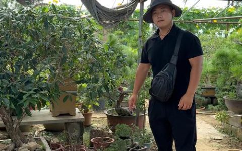 桂花为什么要锯成老桩？揭秘盆景艺术中的智慧