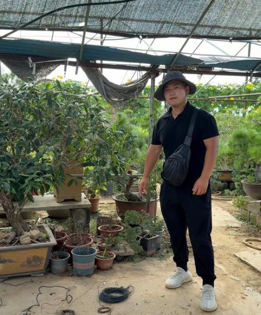桂花为什么要锯成老桩？揭秘盆景艺术中的智慧