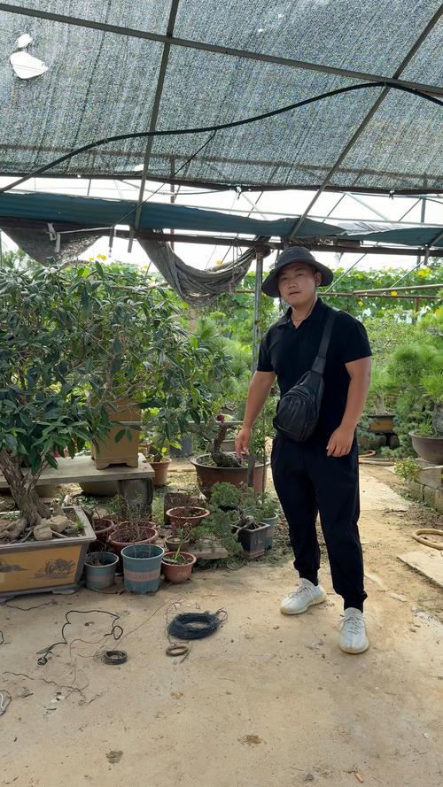 桂花为什么要锯成老桩?揭秘盆景艺术中的智慧 一、什么是“老桩桂花”?