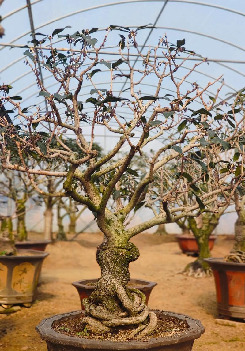 桂花为什么要锯成老桩?揭秘盆景艺术中的智慧 三、锯桩的最佳时机与方法