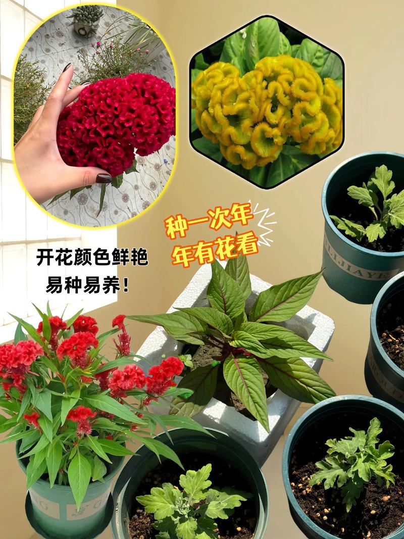 鸡冠花什么价格?2025年市场行情与报价参考 产地影响成本与品质