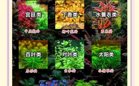 芦苇有多少种？8大常见湿地挺水植物分类与园艺应用解析