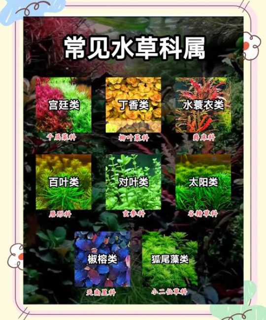 芦苇有多少种？8大常见湿地挺水植物分类与园艺应用解析