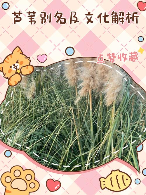 芦苇有多少种?8大常见湿地挺水植物分类与园艺应用解析 常见品种应用误区