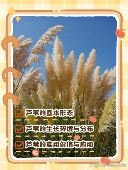 芦苇有多少种?8大常见湿地挺水植物分类与园艺应用解析 国内芦苇分类核心差异速查表