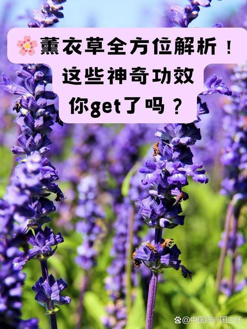 薰衣草过敏什么症状?从园艺角度看薰衣草观赏与健康风险 修剪促花系统指导(兼控过敏风险)