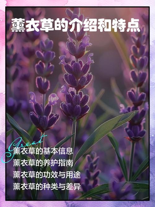 薰衣草过敏什么症状?从园艺角度看薰衣草观赏与健康风险 盆栽/地栽选择决策(过敏体质优先参考)
