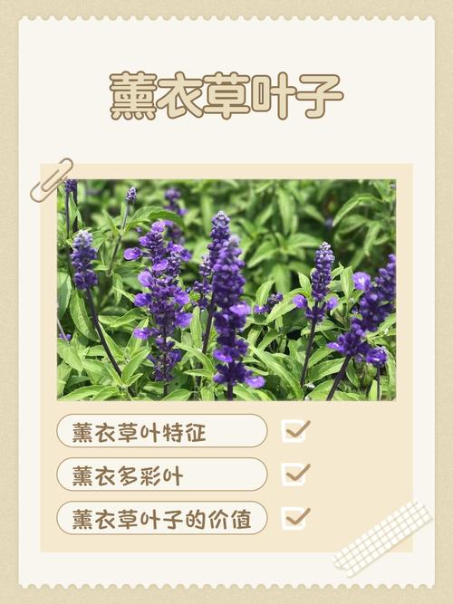 薰衣草过敏什么症状?从园艺角度看薰衣草观赏与健康风险 FAQ(常见问题)