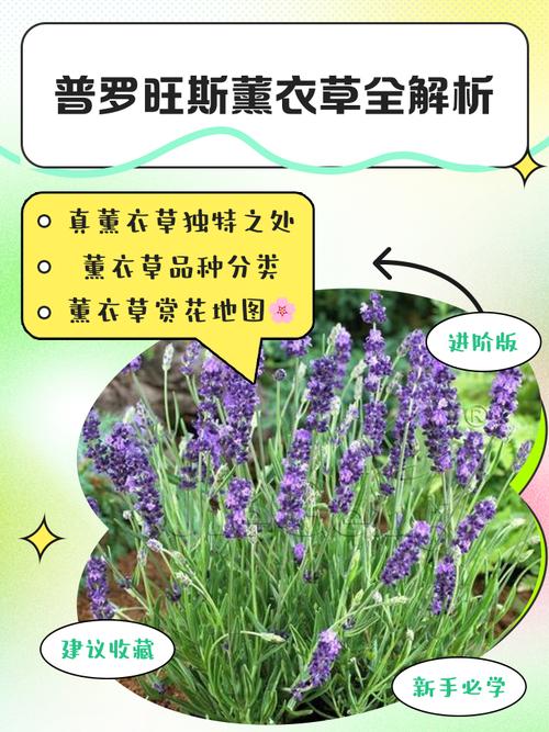 薰衣草过敏什么症状?从园艺角度看薰衣草观赏与健康风险 常见误区与纠正