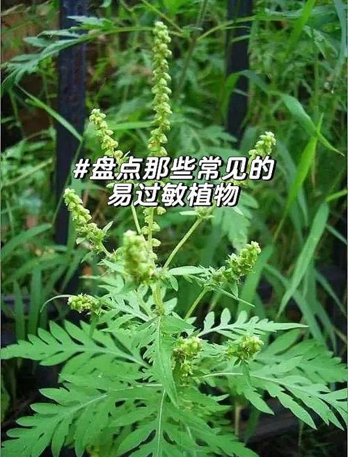 薰衣草过敏什么症状?从园艺角度看薰衣草观赏与健康风险 总结