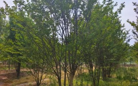 紫薇是落叶灌木还是小乔木？全攻略解析花色、修剪与盆栽地栽选择