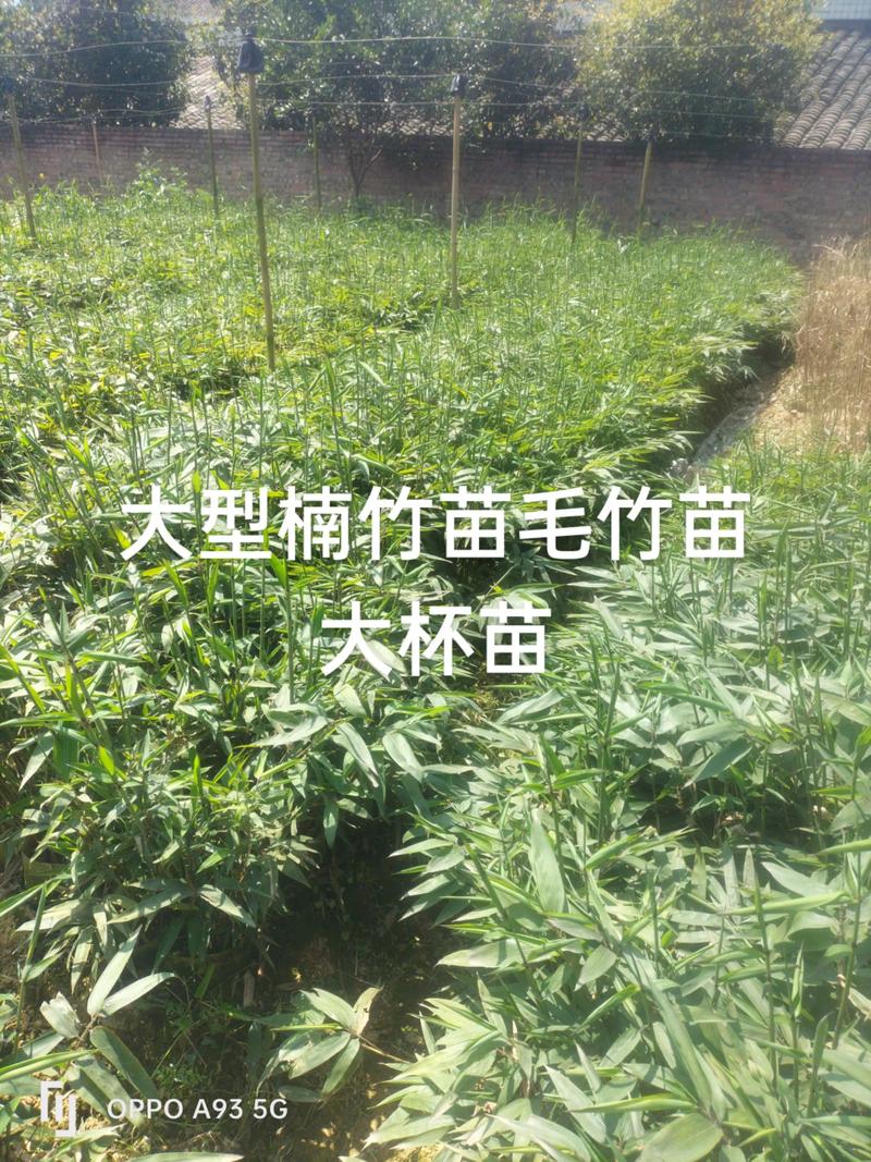 毛竹苗哪里有?一份可验证的采购渠道评估指南 毛竹苗哪里有?一份可验证的采购渠道评估指南